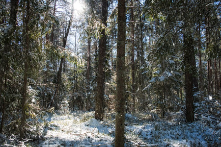 stunning view of a snowy forest in early spring