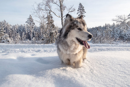 beautiful estonian winter and happy dog