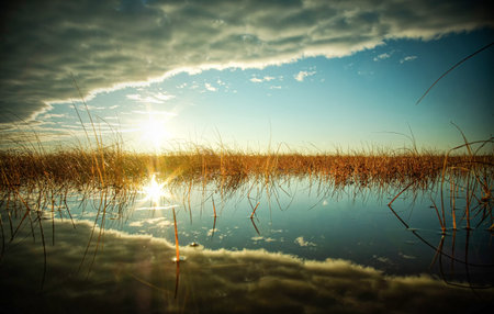great view of the swamp in estoniaの写真素材