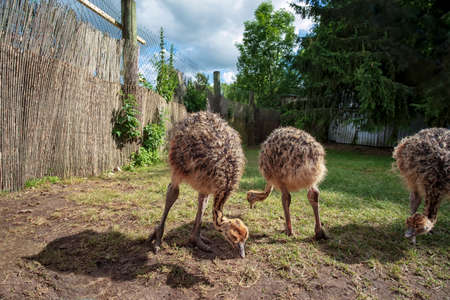 little ostriches walk in the yardの写真素材