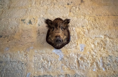 stuffed boar head on the wallの写真素材