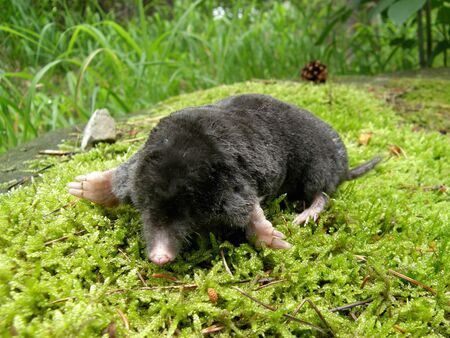 Dead mole Talpa europea lying on green mossの写真素材