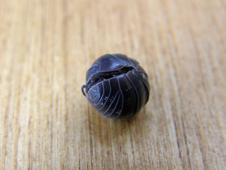 Pill bug - Armadillidium vulgare rolled up insectの写真素材