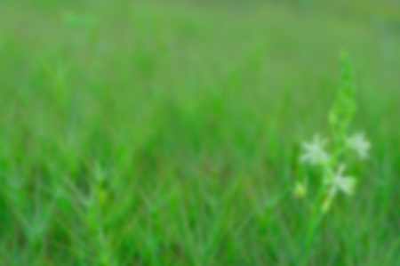 Blurred background of nature. Defocused background of green grassの写真素材