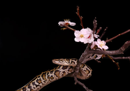 butter ball royal python moorish viper boa snake on a branch with flowers on dark background