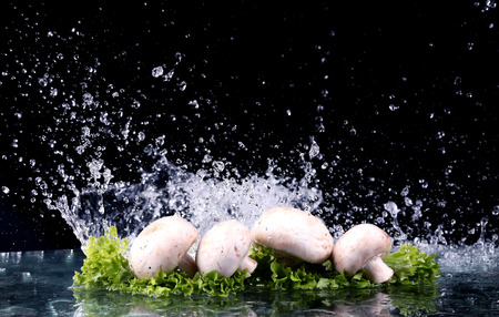 Studio shot with freeze motion of  mushrooms in water splash on black backgroundの写真素材