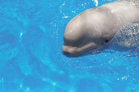 beluga whale (white whale) in waterの写真素材