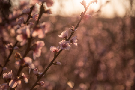 Beautiful flowering peach. Background with flowers on a spring day, sunset