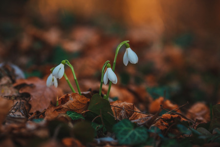 snowdrops in a forest in spring on a sunny day in marchの写真素材