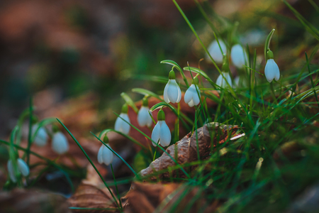 snowdrops in a forest in spring on a sunny day in marchの写真素材