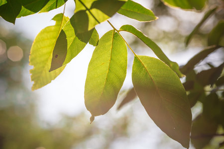 background backdrop picture photo of tropical plant trees with green leaves and brown branches in...