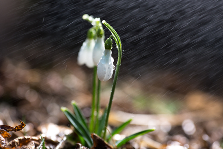 Beautiful fresh snowdrop flowers in early springの写真素材