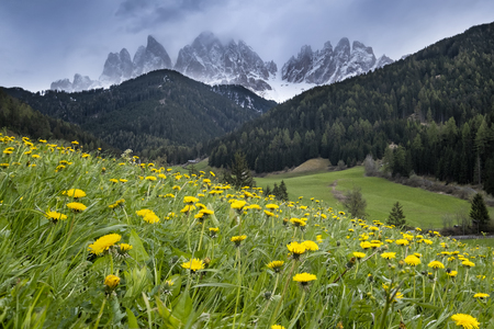 Alpine meadow with yellow flowers with Alp Mountainsの写真素材