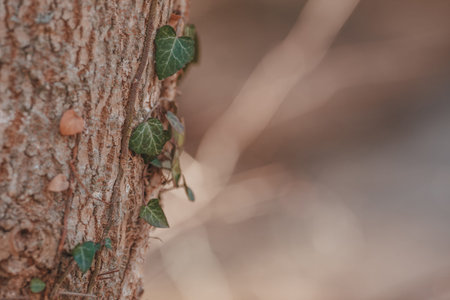 Beautiful, wild ivy on tree bark in the park