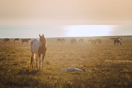 Horses at sunset in the field. Warm artistic tinting