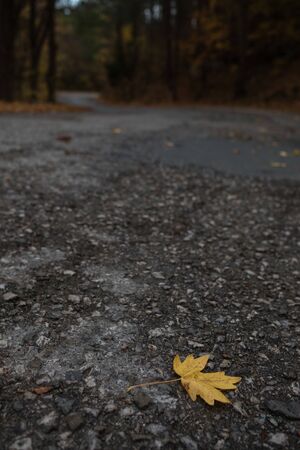 Yellow leaf on the asphalt road, in the autumn forestの写真素材
