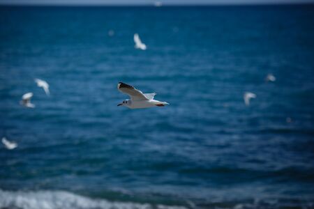 Seagulls flying in the blue sky. Dawn under sails. Sea View. The only visible viewpoints on board sailing yacht.の写真素材