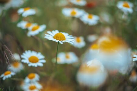 Chamomile field flowers border. Beautiful nature scene with blooming medical chamomilles in sun flare. Alternative medicine Spring Daisy. Summer flowers. Beautiful meadow. Summer backgroundの写真素材