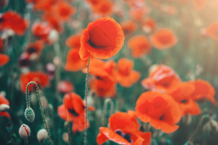 the red Field of poppies close-up. Beautiful field of red poppies in the sunset light. Russia,...