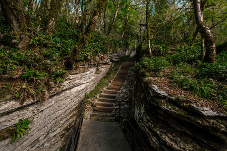 yew-boxwood grove in Sochi, Khosta, Russia. Yew tree and boxwood tree Grove with forest path among...