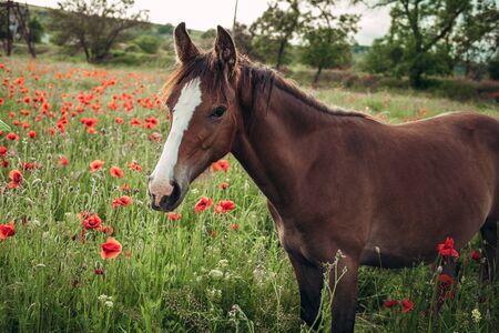 Beautiful red horse with long black mane in spring field with poppy flowers. Horse grazing on the meadow at sunrise. Horse is walking and eating green grass in the field. Beautiful backgroundの写真素材
