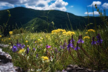beautiful green mountain on summer time. Field of daisies and wild flowers with Rocky Mountains in background. Barskaya Polyana, above the village of Sokolinoe, Crimea, Russiaの写真素材