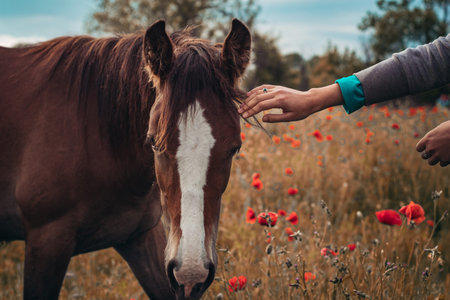 Beautiful red horse with long black mane in spring field with poppy flowers. Horse grazing on the meadow at sunrise. Horse is walking and eating green grass in the field. Beautiful backgroundの写真素材