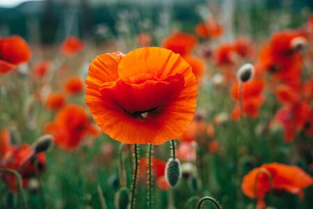 the red Field of poppies close-up. Beautiful field of red poppies in the sunset light. Russia, Crimeaの写真素材
