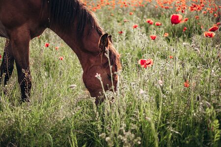 Beautiful red horse with long black mane in spring field with poppy flowers. Horse grazing on the meadow at sunrise. Horse is walking and eating green grass in the field. Beautiful backgroundの写真素材
