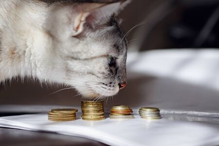 A grey cat watching stack of coins. Concept image suggesting watching or saving money. A rich cat.の写真素材