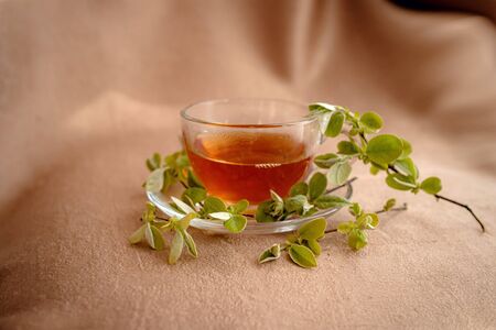 glass cup of tea with plate by the window with green young branches, the idea and concept of tea drinking, spring, relaxation and natural ingredientsの写真素材