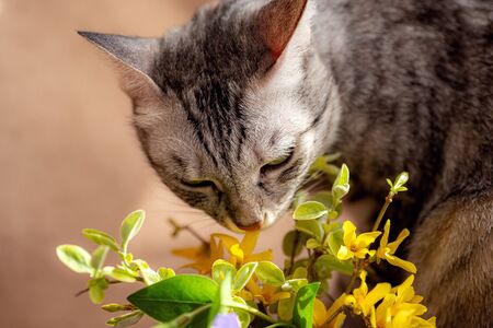 Spring bouquet of fresh flowers and curious kitty. Lovely kitten. the cat is trying to eat flowers from a small vase. The idea and concept of pets and quarantine. Stay at homeの写真素材