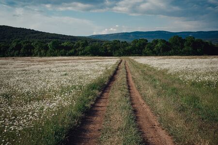 dirt road among a field of daisies in a picturesque valley. beautiful spring landscapeの写真素材