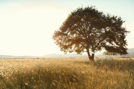Lonely tree against a blue sky at sunset. summer landscape with a lone tree at sunset barley field in the villageの写真素材