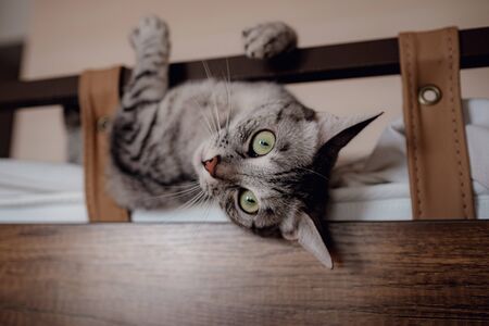 Gray adult cat in a playful mood, wants to playの写真素材