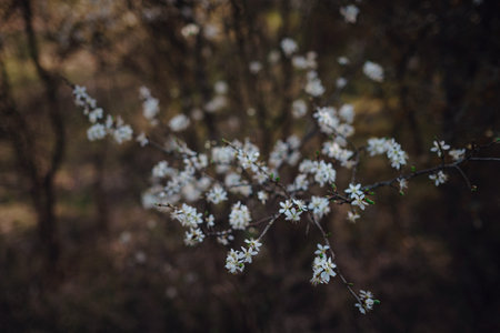 Blossoming branch with with flowers of cherry plum. Blooming tree. idea and concept of spring, awakening and healthの写真素材