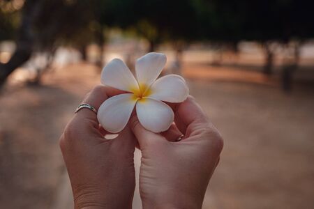 female hands with tropical plumeria flower in Asia. woman hand holding frangipani flower at sunset close-up against the background of the historical park in Sukhothaiの写真素材