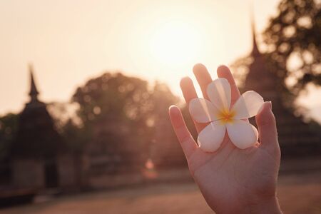 female hands with tropical plumeria flower in Asia. woman hand holding frangipani flower at sunset close-up against the background of the historical park in Sukhothaiの写真素材