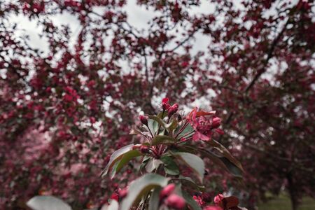 Pink flowers of Apple trees in the spring in Kolomenskoye Park in Moscow. The picturesque garden. Beautiful Park.の写真素材
