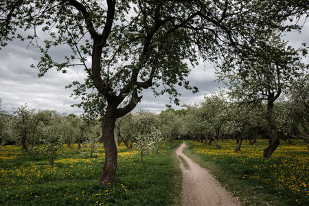 flowering apple trees among a field of dandelions. Kolomenskoye park in Moscow.