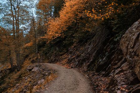 River deep in mountain forest. Nature composition. Mendelich River in the North Caucasus, Rosa Khutor, Russia, Sochi. Trail in autumn forest, fog and rainの写真素材