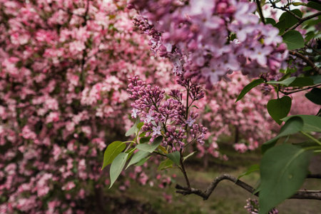 Pink flowers of Apple trees in the spring in Kolomenskoye Park in Moscow. The picturesque garden....