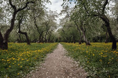 flowering apple trees among a field of dandelions. Kolomenskoye park in Moscow.の写真素材