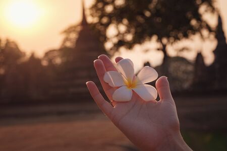 female hands with tropical plumeria flower in Asia. woman hand holding frangipani flower at sunset close-up against the background of the historical park in Sukhothaiの写真素材
