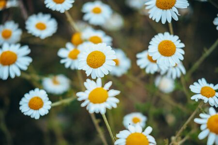 Chamomile field flowers border. Beautiful nature scene with blooming medical chamomilles in sun flare. Alternative medicine Spring Daisy. Summer flowers. Beautiful meadow. Summer backgroundの写真素材