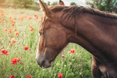 Beautiful red horse with long black mane in spring field with poppy flowers. Horse grazing on the meadow at sunrise. Horse is walking and eating green grass in the field. Beautiful backgroundの写真素材
