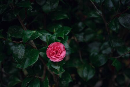 Beautiful alone pink rose on a background of green foliage. The concept of spring and freshnessの写真素材