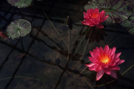 Beautiful Thai Lotus that have been appreciated with dark blue water surface, abstract nature background.の写真素材