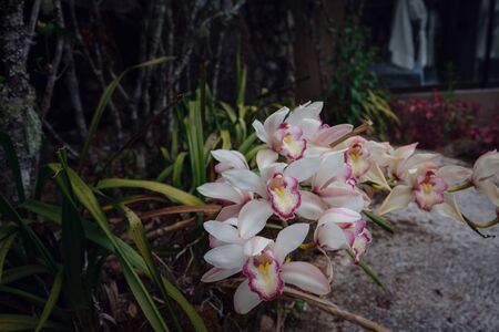 Beautiful exotic flower orchid in a greenhouse in Thailand. place Inthanon Lady's Slipper Orchid Under Initiative Conservation Project, abstract nature background.の写真素材