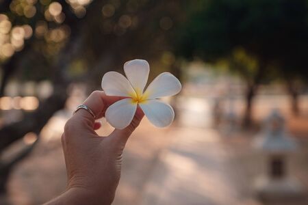 female hands with tropical plumeria flower in Asia. woman hand holding frangipani flower at sunset close-up against the background of the historical park in Sukhothaiの写真素材